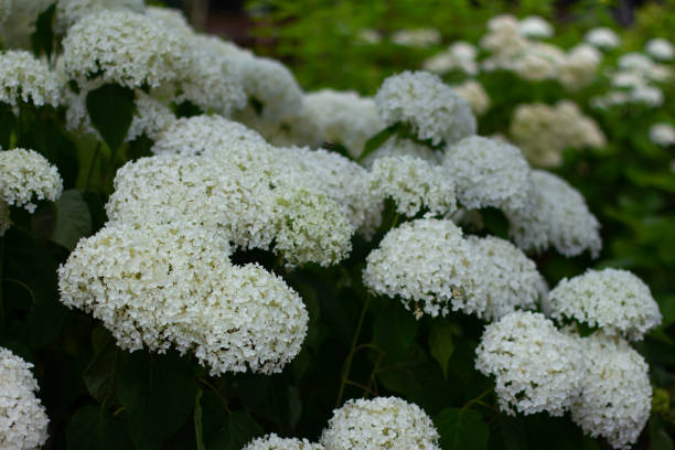 istock Flowers of a white blooming Hydrangea 1267849705