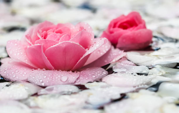 Pink rose flowers and white petals with drops and blur light background. Aromatherapy and spa concept
