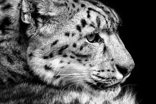 Face portrait of snow leopard with green vegation, Kashmir, India. Wildlife scene from Asia. Detail portrait of beautiful big cat snow leopard, Panthera uncia.