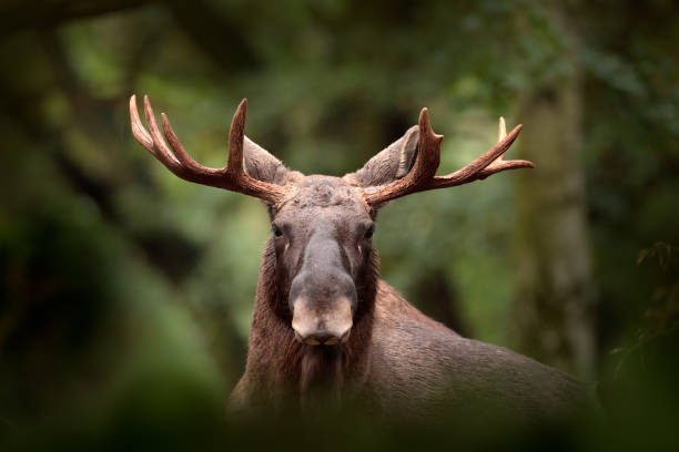 Moose or Eurasian elk, Alces alces in the dark forest during rainy day. Beautiful animal in the nature habitat. Wildlife scene from Sweden. stock photo