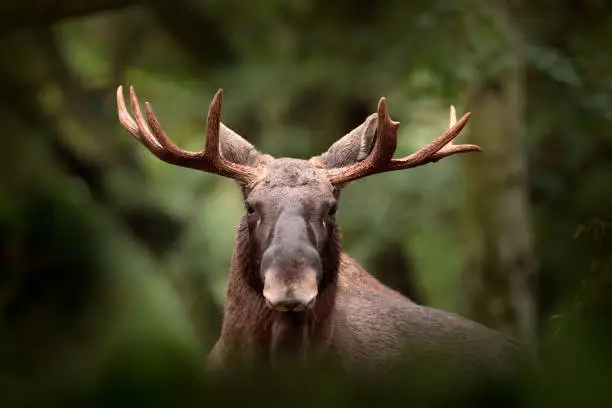 Photo of Moose or Eurasian elk, Alces alces in the dark forest during rainy day. Beautiful animal in the nature habitat. Wildlife scene from Sweden.