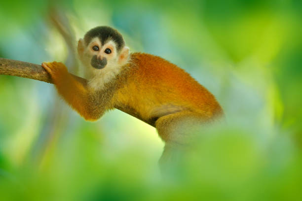 istock Monkey in the tropic forest vegetation. Animal, long tail in tropic forest. Squirrel monkey, Saimiri oerstedii, sitting on the tree trunk with green leaves, Corcovado NP, Costa Rica. 1267859328