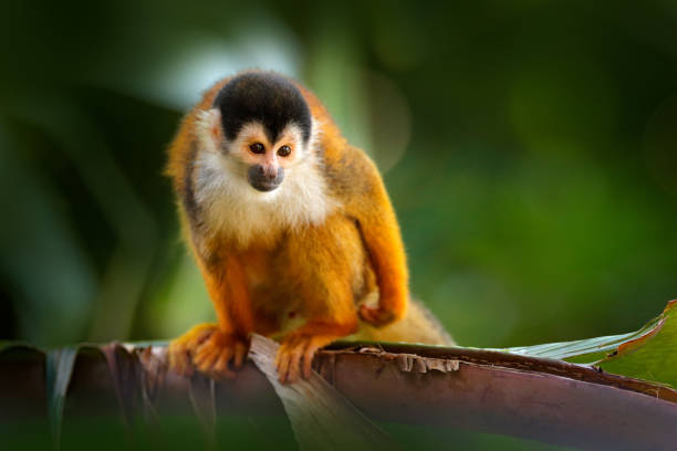 istock Monkey in the tropic forest vegetation. Animal, long tail in tropic forest. Squirrel monkey, Saimiri oerstedii, sitting on the tree trunk with green leaves, Corcovado NP, Costa Rica. 1267859349