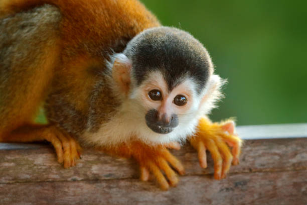 istock Monkey, long tail in tropic forest. Squirrel monkey, Saimiri oerstedii, sitting on the tree trunk with green leaves, Corcovado NP, Costa Rica. Monkey, detail face portrait. Wildlife nature. 1267859351