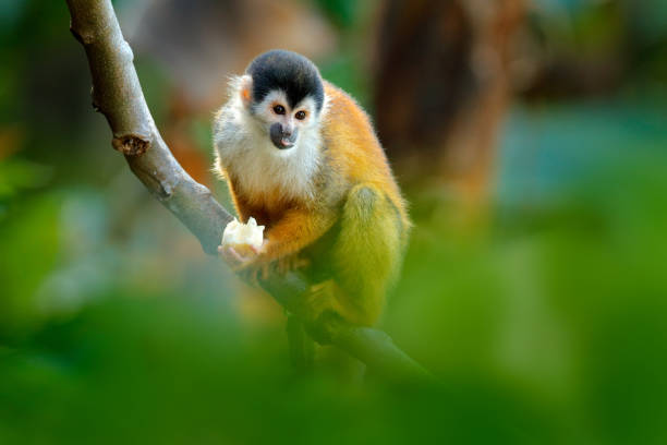 istock Monkey in the tropic forest vegetation. Animal, long tail in tropic forest. Squirrel monkey, Saimiri oerstedii, sitting on the tree trunk with green leaves, Corcovado NP, Costa Rica. 1267859355