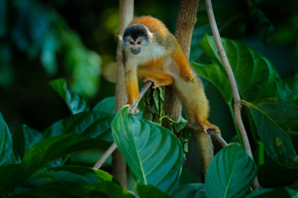 istock Monkey in the tropic forest vegetation. Animal, long tail in tropic forest. Squirrel monkey, Saimiri oerstedii, sitting on the tree trunk with green leaves, Corcovado NP, Costa Rica. 1267859360