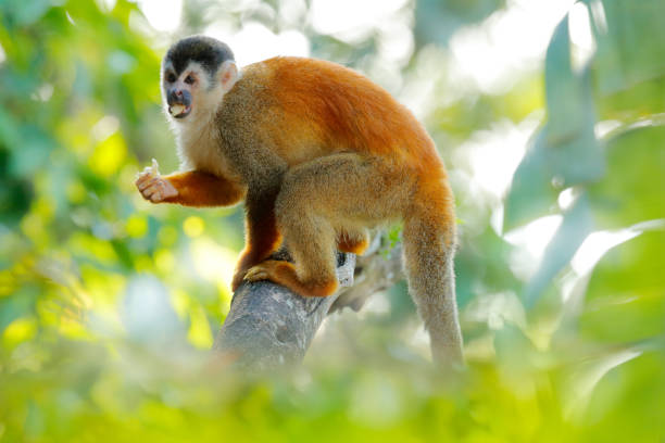 istock Monkey in the tropic forest vegetation. Animal, long tail in tropic forest. Squirrel monkey, Saimiri oerstedii, sitting on the tree trunk with green leaves, Corcovado NP, Costa Rica. 1267859366