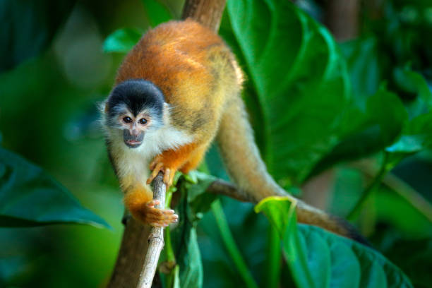 istock Squirrel monkey, Saimiri oerstedii, sitting on the tree trunk with green leaves, Corcovado NP, Costa Rica. Monkey in the tropic forest vegetation. Wildlife scene from nature. Beautiful cute animal. 1267859368