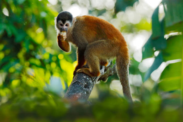 istock Monkey in the tropic forest vegetation. Animal, long tail in tropic forest. Squirrel monkey, Saimiri oerstedii, sitting on the tree trunk with green leaves, Corcovado NP, Costa Rica. 1267859371