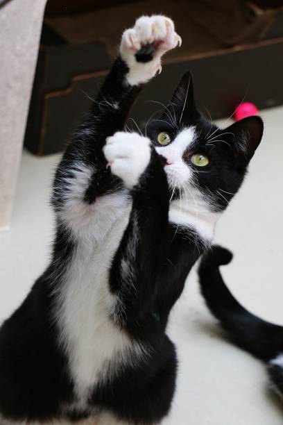 istock Vertical shot of a black and white cat playing with its paws 1267859703