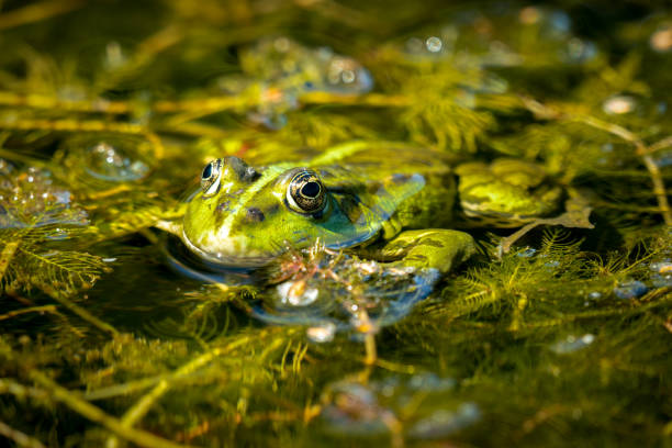 istock A green water frog sunbathingin a pond 1267863789