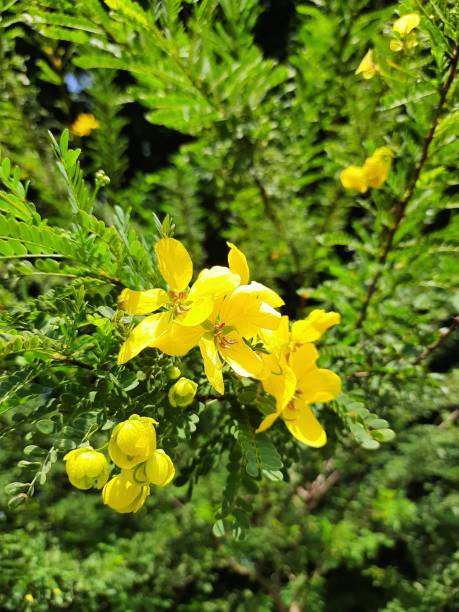 istock Close up of yellow flowers on a tree 1267864374
