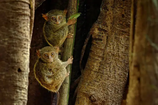 Photo of Spectral Tarsier, Tarsius spectrum, hidden portrait of rare nocturnal animals, in large ficus tree, Tangkoko National Park on Sulawesi, Indonesia. Family of small cute mammals.