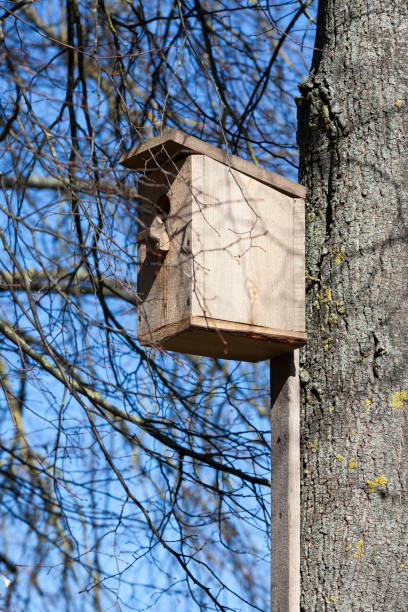istock an ordinary wooden birdhouse 1267873161
