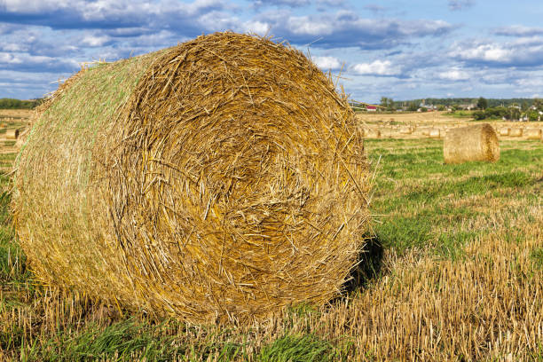 istock an agricultural field 1267874359