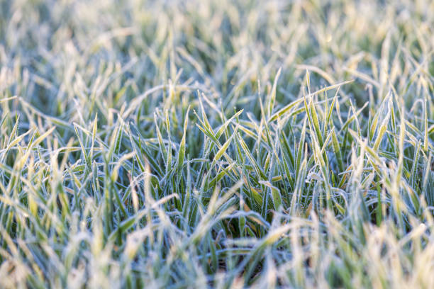 istock fertile field during sunset or dawn 1267874377