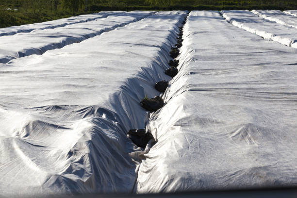field where agricultural plants