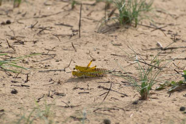 sciame di locuste migratorie - locust epidemic grasshopper pest foto e immagini stock