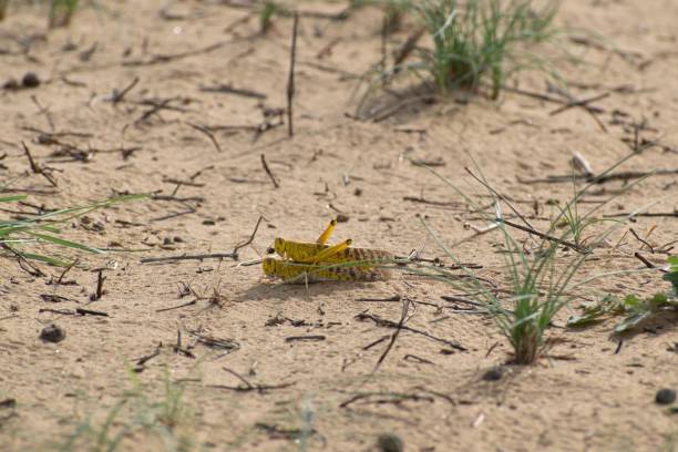 migratory locust swarm - locust epidemic grasshopper pest imagens e fotografias de stock