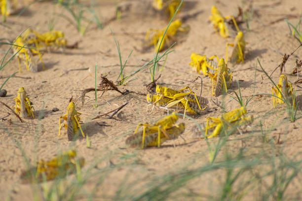 sciame di locuste migratorie - locust epidemic grasshopper pest foto e immagini stock