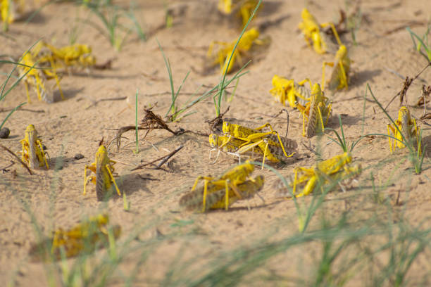 миграционный рой саранчи - locust стоковые фото и изображения