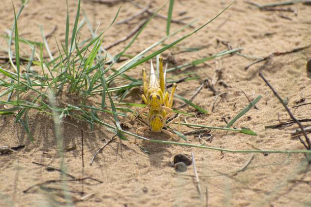 Migratory locust swarm Close-up of an Migratory locust swarm sitting on desert.Locusts are related to grasshoppers poisonous grasshopper pictures stock pictures, royalty-free photos & images