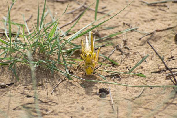 migratory locust swarm - locust epidemic grasshopper pest imagens e fotografias de stock