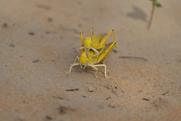 sciame di locuste migratorie - locust epidemic grasshopper pest foto e immagini stock