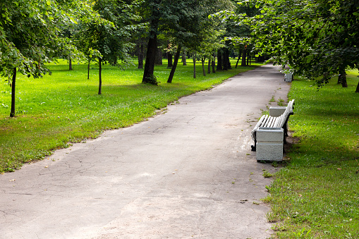 Picturesque green park with trees and grassy lawn with empty benches on the path