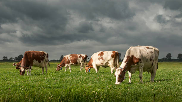 istock Dutch cows grazing in a green meadow in beautiful sunlight with storm clouds 1267891505