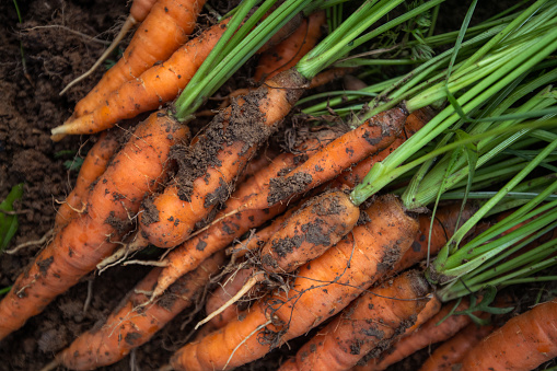 Bunch of fresh carrots with green leaves on rustic white wooden background. Vegetable. Food. Copy space, top view