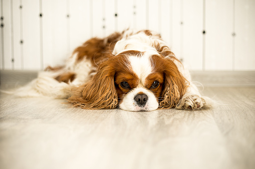 The pet dog is lying on the light floor in the room. Cavalier king Charles Spaniel. The color is Blenheim. Domestic animals. Tired, bored waiting for food, ill or sad