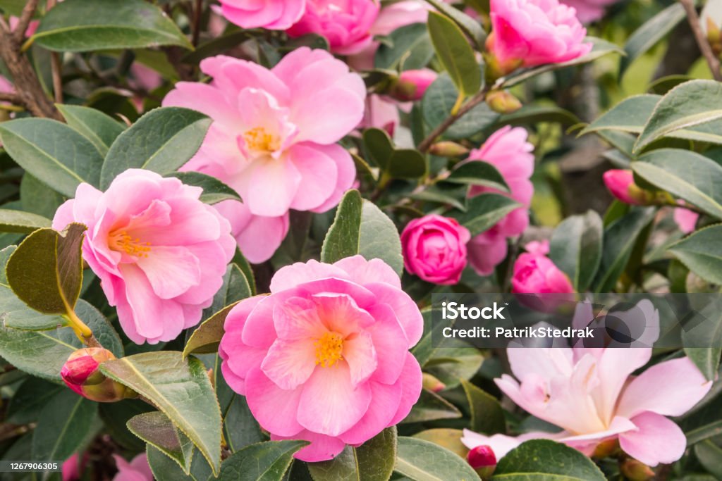 pink camellia bush with flowers in bloom and buds pink camellia bush with flowers in bloom and buds background Camellia Stock Photo