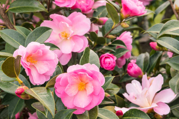 pink camellia bush with flowers in bloom and buds pink camellia bush with flowers in bloom and buds background camellia stock pictures, royalty-free photos & images