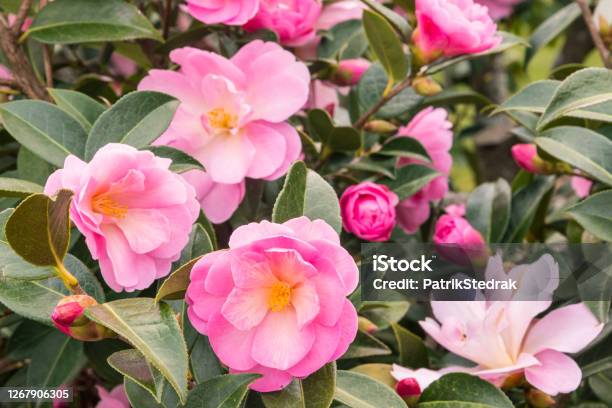Pink Camellia Bush With Flowers In Bloom And Buds Stock Photo - Download Image Now - Camellia, Flower, Camellia sasanqua