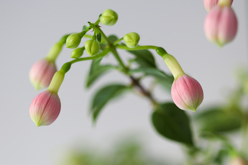 Close up on closed pink buds of fuchsia flower