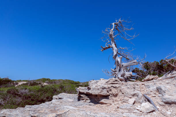 Composition with lonely sun-dried tree on a rocky seaside