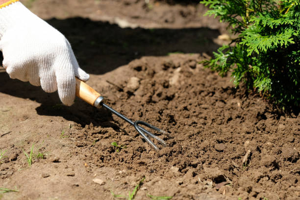 istock Farmer cultivate soil around thuja tree plant using garden rake 1267910127