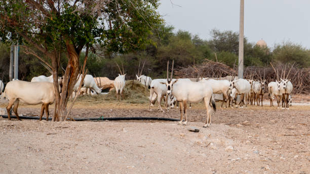 oryx vagando livremente em uma fazenda de oryx - arabian oryx - fotografias e filmes do acervo
