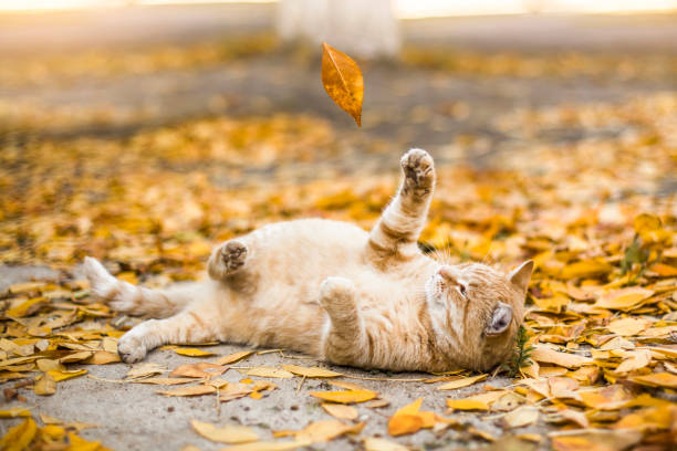 istock Ginger cat playing with autumn leaves. Cute cat resting 1267924934