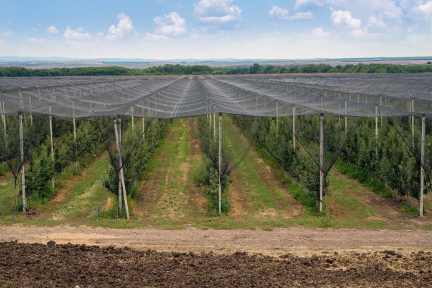 anti-hail net protection for fruit