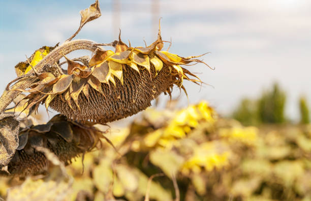 istock Ripened sunflower, ready to harvest seeds on the field before harvest. 1267927298