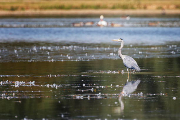 istock Grey Heron, Ardea cinerea standing in the water 1267928547