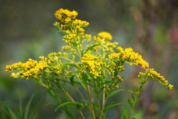 istock Golden Rod flower, Solidago, Asteraceae in the summer 1267928549