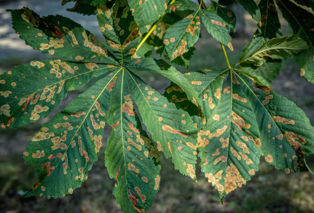 istock Close up chestnut tree leaves, damaged by leaf- mining moth 1267928669