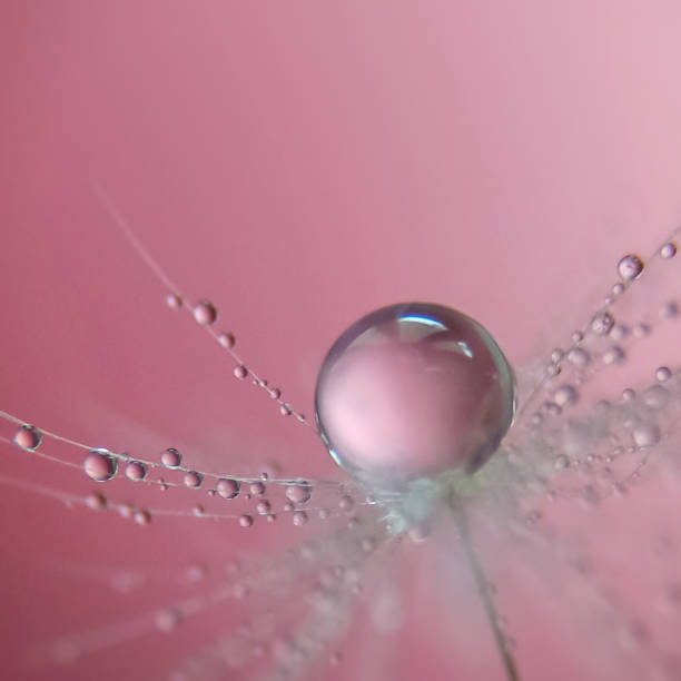 タンポポ種子の水滴 - dandelion nature water drop ストックフォトと画像