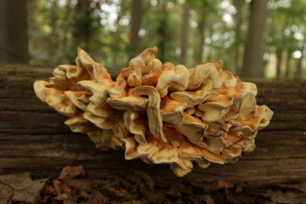 istock Fungi, trametes versicolor on a tree trunck in the forest. 1267929563