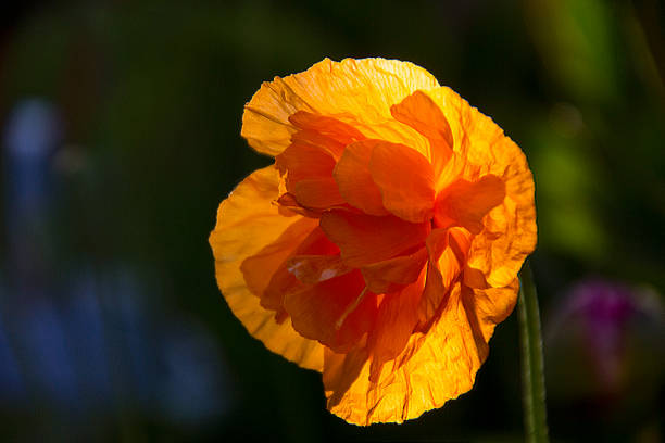 una amapola naranja o galesa (meconopsis cambrica var aurantiac, en sunset in a hertfordshire garden - oriental poppy poppy leaf close up fotografías e imágenes de stock