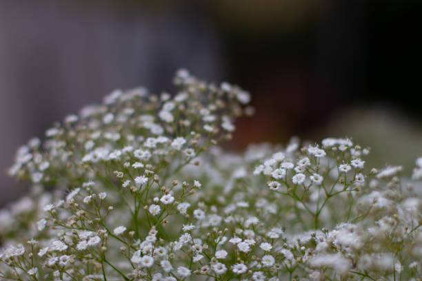 istock Babys breath, also called Gypsophila paniculataor Schleierkraut 1267929696