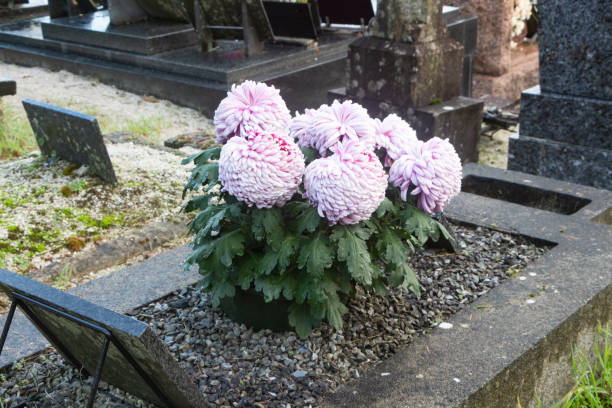 Chrysanthemum plant on tombstone